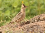 Alaudidae – Aves do Mundo